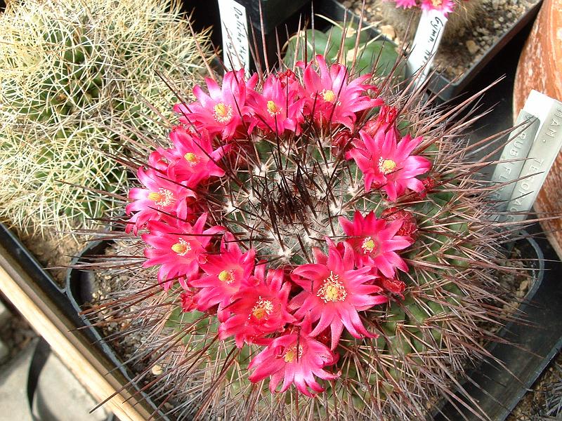 Mammillaria tesopacensis v.rubiflora.JPG